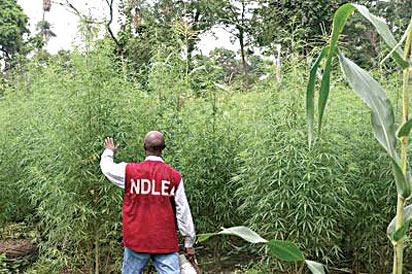 NDLEA destroys 28,000kg skunk in Edo forest