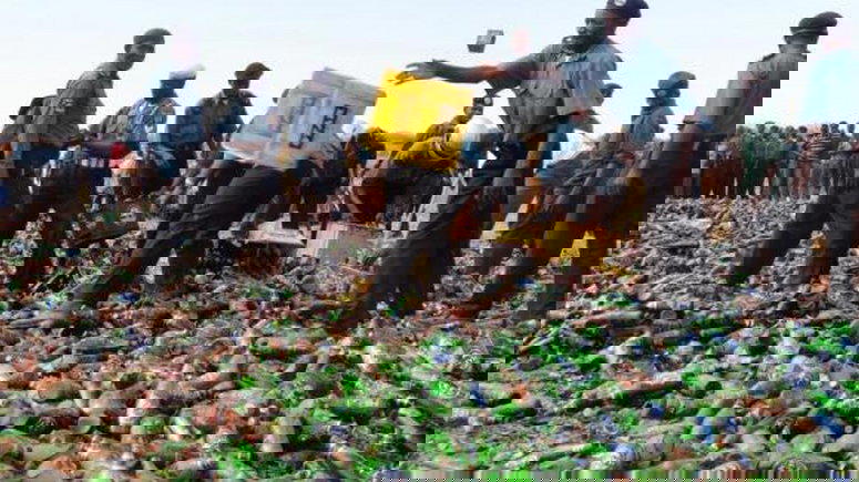 Kano Hisbah board destroys 196,400 bottles of beer