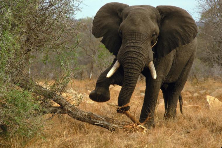 elephant