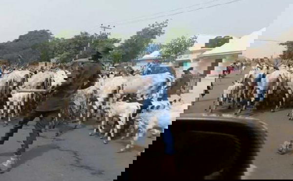 Open grazing: Herders risk 3-yr jail term, confiscation of cattle — Ogun govt warns