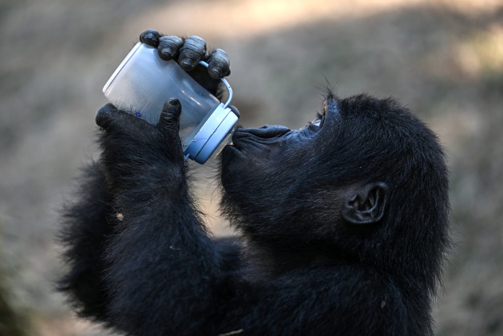 Baby gorilla returns to Nigeria after Istanbul airport rescue