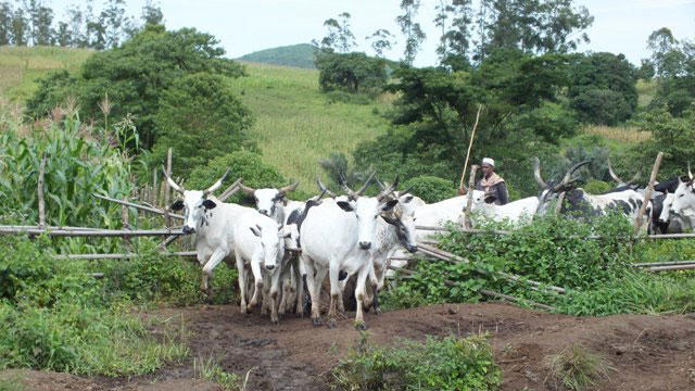 Bandits kill one in Zaria cattle-rustling raid