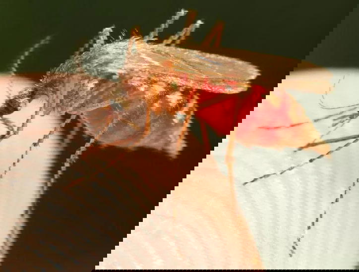 malaria