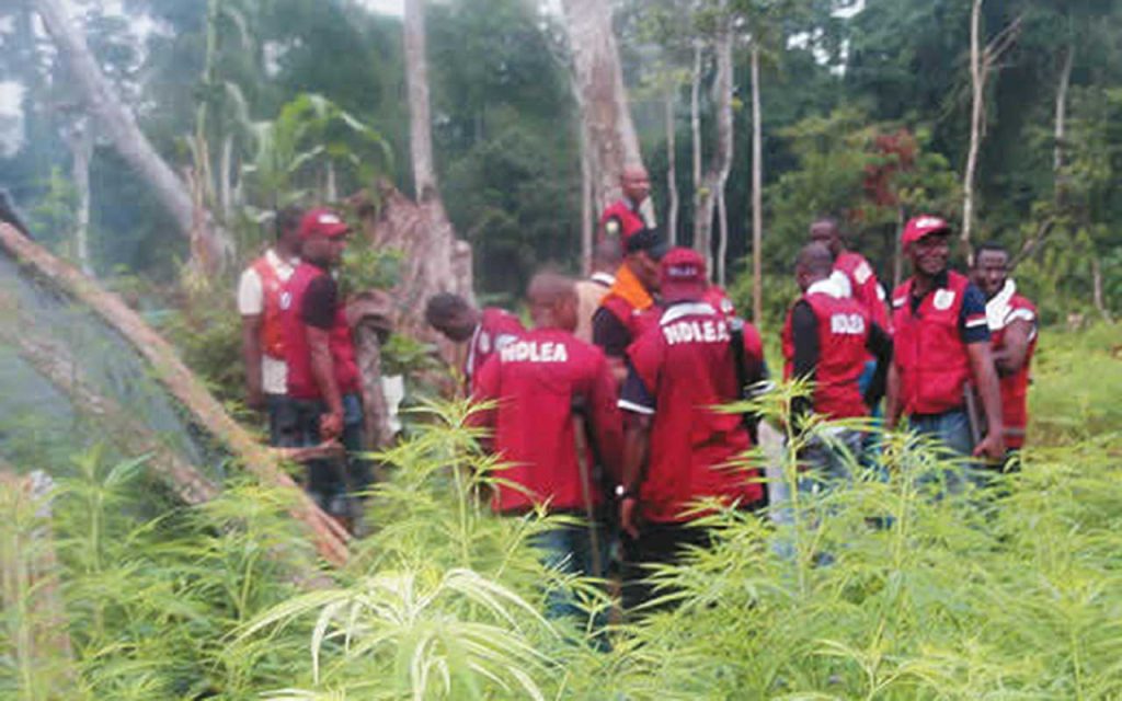 NDLEA destroys 24,146kg skunk in Edo forests