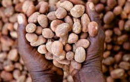 FG’s suspension of raw shea nut exports a strategic shift for economic growth – RMRDC DG