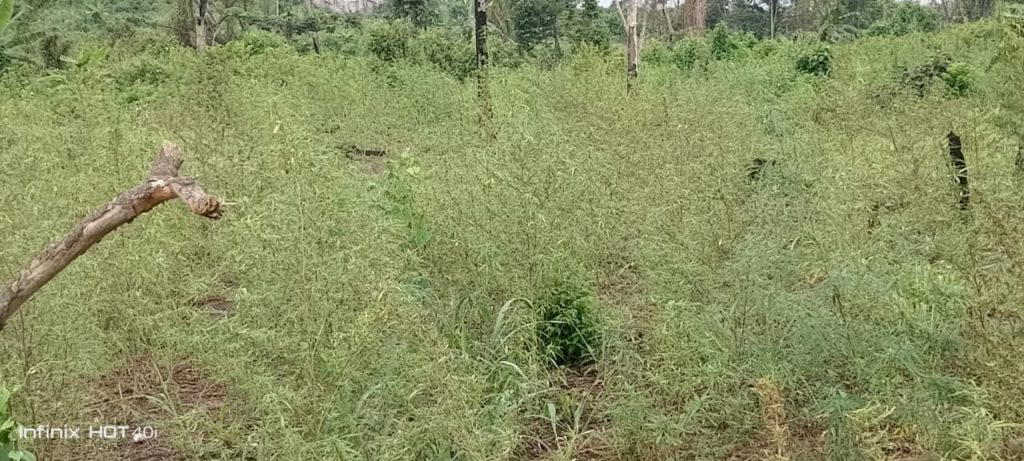 NDLEA arrests four, destroys 18,000kg of cannabis in Edo Forest