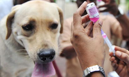 Rabies eradication central to Nigeria’s livestock, health agenda — Maiha