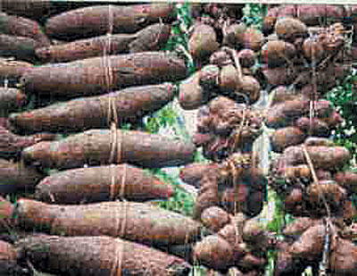 Why yam is expensive - Traders