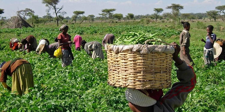 Enugu govt insures 9,000 farmers, partners Presidency on food security