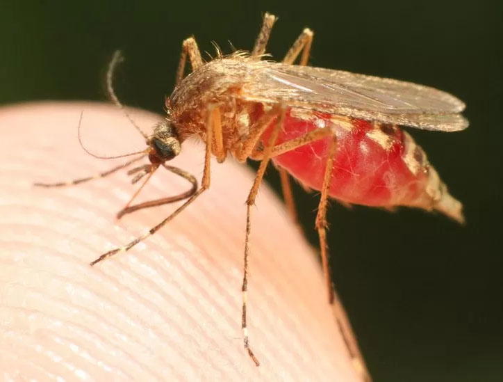 malaria