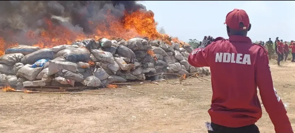 NDLEA destroys 8,000kgs of illicit drugs in Yobe