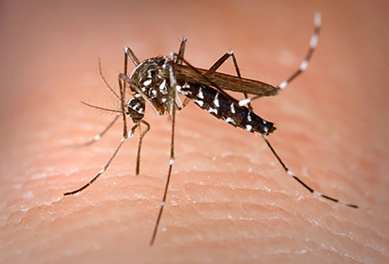 Mosquitoes discovered in Iceland for first time