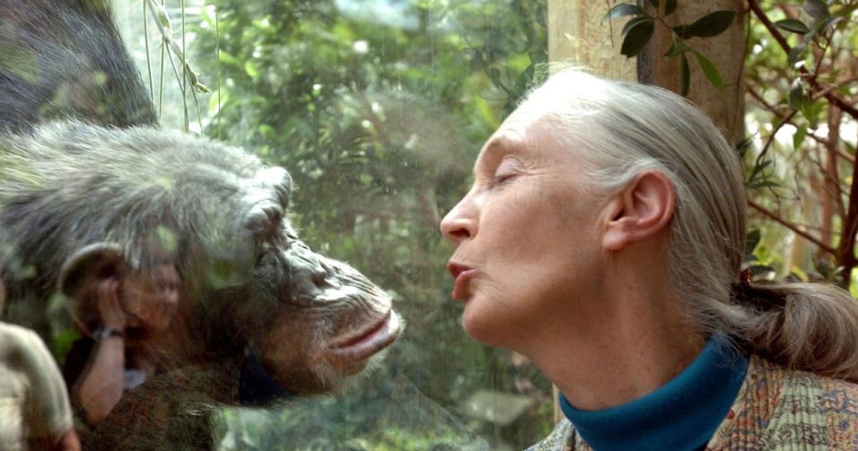 World-renowned chimpanzee expert Jane Goodall dies at 91