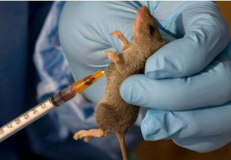Nigeria records 166 deaths as Lassa fever fatality rate rises above 2024 rate – NCDC