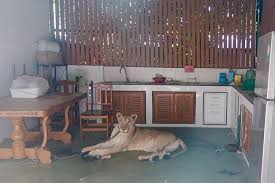 Boy hospitalised in Thailand after attack by escaped lion