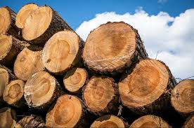 Deforestation: FG slams total ban on wood export, revokes all existing licenses