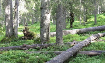 Ban on wood export’ll boost local furniture manufacturing — MAN